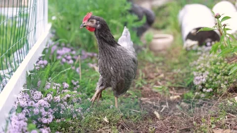Various close up scenes of backyard chickens Stock Footage 336857061