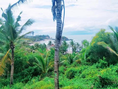 Various coconut trees on the beach Stock Photos