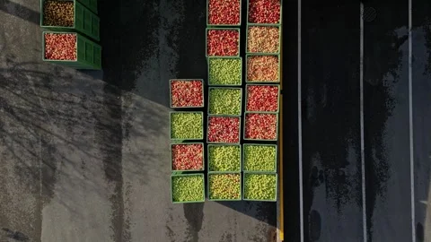 Various colored apples seen from a bird's eye view. Apples placed in large boxes Stock Footage 245241145