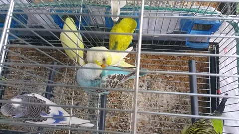 Various colored budgies in a cage Stock Footage 145701710
