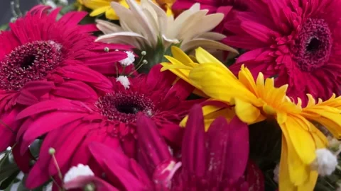 Various colored gerbera flowers are blooming. Stock Footage 290285737