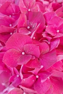 Various colored herbst  flowers. Stock Photos