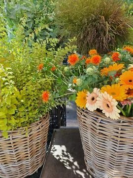 Various colored pumpkins and flowersfrom the market. Фото