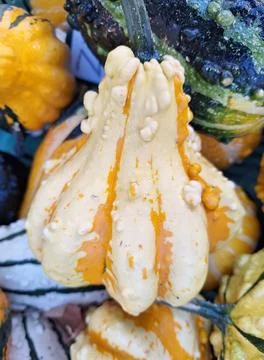 Various colored pumpkins and flowersfrom the market. Фото