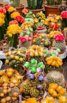 Various colorful blooming cactuses in pots on the market Stock Photos