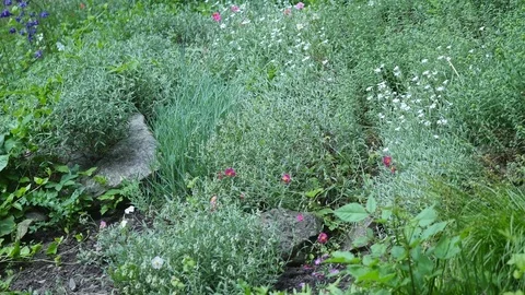 Various colorful flowers fields in botanical garden Video stock 76235061