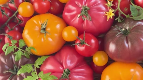 Various colorful heirloom tomatoes rotating Stock Footage 340265811