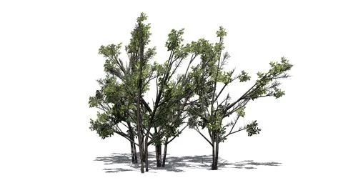Various Common Hazel bushs with shadow - isolated on white background Stock Illustration