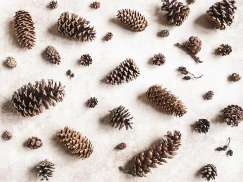 Various conifers cones background Stock Photos