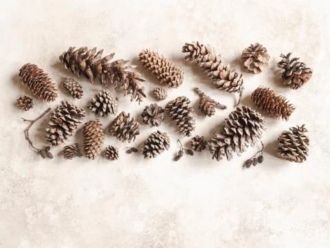 Various conifers cones border Stock Photos