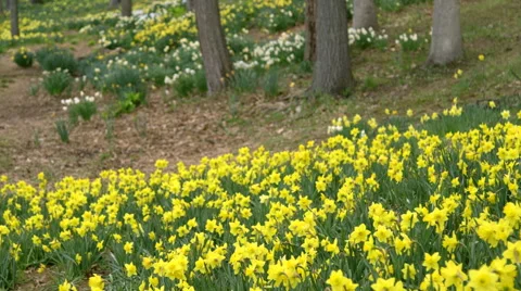 Various daffodil fields in nature park Stock Footage 49940275