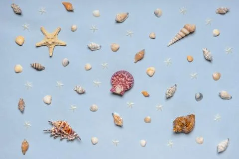 Various decorative nautical items, seashells, sea stars on blue pastel backgr Stock Photos