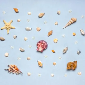 Various decorative nautical items, seashells, sea stars on blue pastel backgr Stock Photos