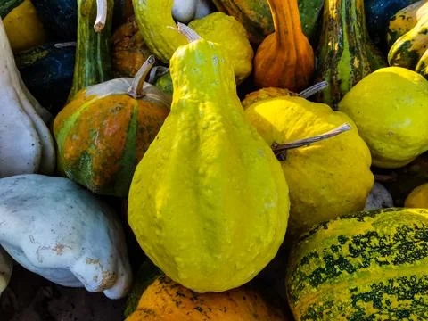 Various decorative pumpkins with different shapes and colors Stock Photos