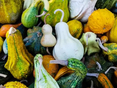 Various decorative pumpkins with different shapes and colors Stock Photos