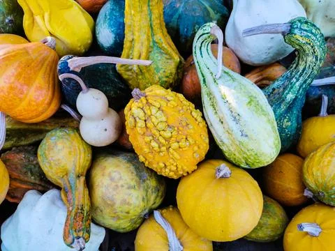 Various decorative pumpkins with different shapes and colors Stock Photos