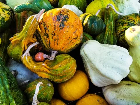 Various decorative pumpkins with different shapes and colors Foto stock