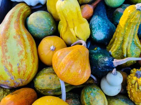 Various decorative pumpkins with different shapes and colors Stock Photos