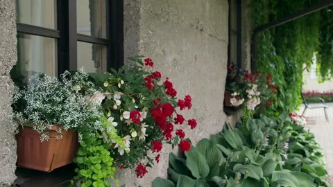 Various Decorative Summer Flowers Arranged in a Box on the Windowsill. Stock Footage 291323908
