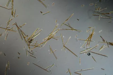 Various diatoms Stock Photos