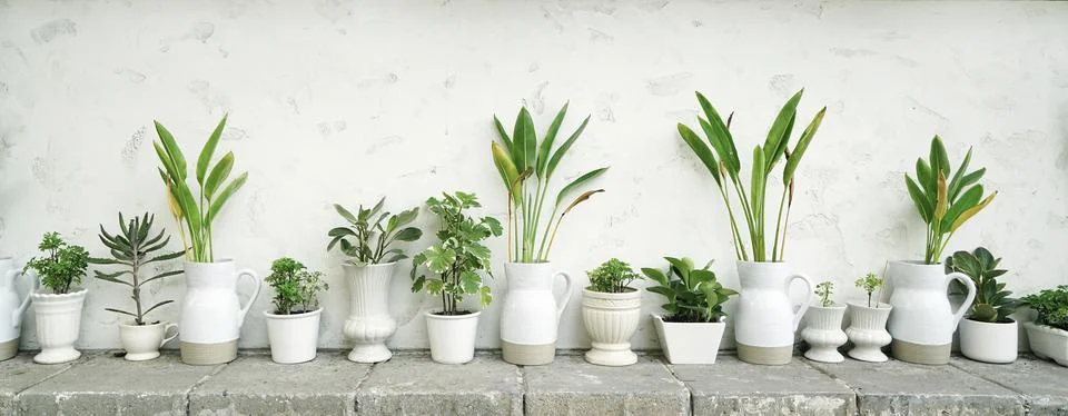Various difference types of green plants on white background Stock Photos