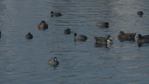 Various Ducks Chillin' in water Video stock 101435965