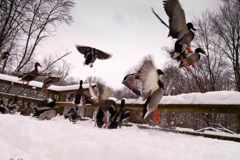 Various ducks during a snow storm eating and gathering together Stock Photos