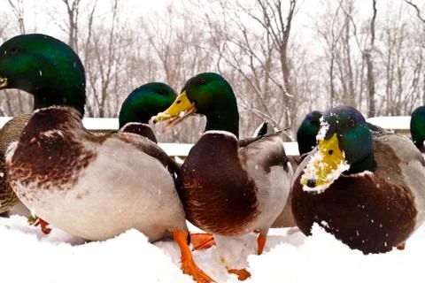 Various ducks during a snow storm eating and gathering together Stock Photos