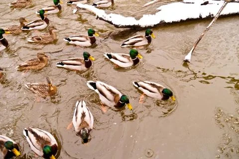 Various ducks during a snow storm eating and swimming together Stock Photos