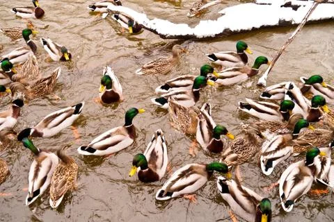 Various ducks during a snow storm eating and swimming together Foto stock