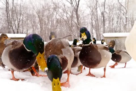 Various ducks during a snow storm eating and gathering together Stock-Fotos