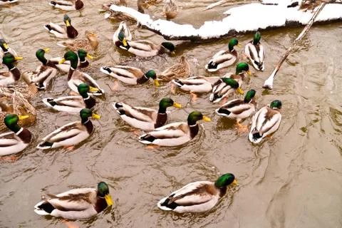 Various ducks during a snow storm eating and swimming together Stock Photos