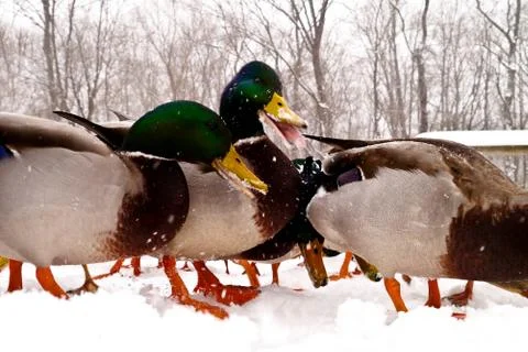 Various ducks during a snow storm eating and gathering together Foto stock