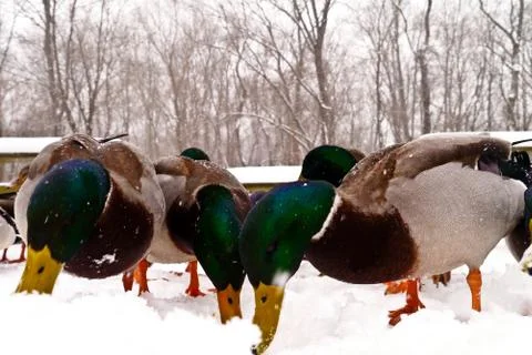 Various ducks during a snow storm eating and gathering together Stock Photos