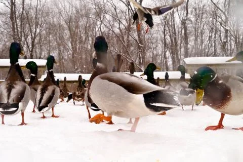 Various ducks during a snow storm eating and gathering together Foto stock