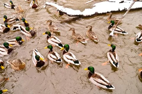 Various ducks during a snow storm eating and swimming together Stock Photos