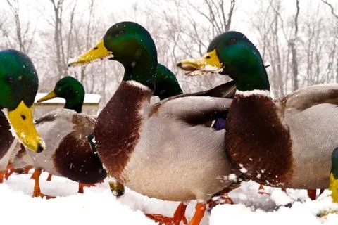 Various ducks during a snow storm eating and gathering together Stock Photos