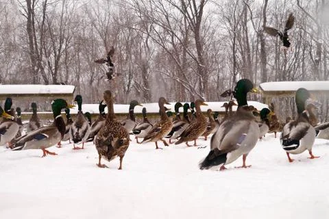 Various ducks during a snow storm eating and gathering together Foto stock