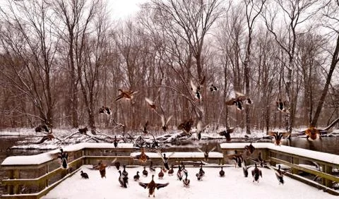 Various ducks during a snow storm eating and gathering together Stock Photos