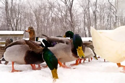 Various ducks during a snow storm eating and gathering together Stock Photos
