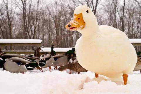 Various ducks during a snow storm eating and gathering together Stock Photos