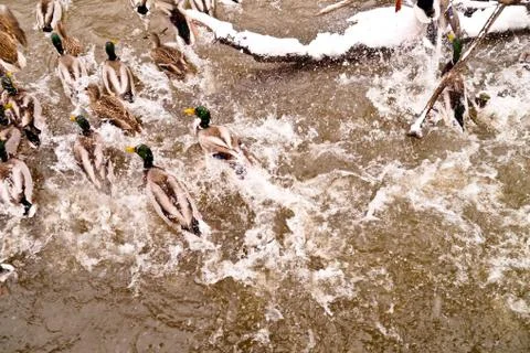 Various ducks during a snow storm eating and swimming together Stock Photos