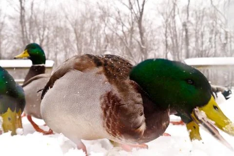 Various ducks during a snow storm eating and gathering together Stock Photos