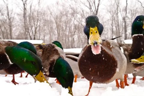 Various ducks during a snow storm eating and gathering together Stock-Fotos