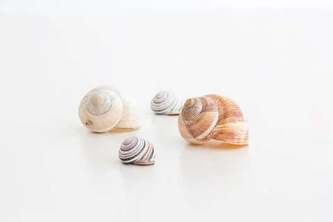 Various empty snail shell homes grouped and isolated on white background Stock Photos