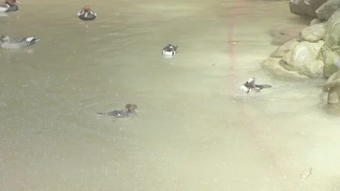 Various Exotic Ducks Stock Footage 86656699