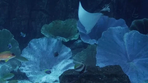 Various Exotic Fish and Stingray Swimming in Dubai Aquarium Tank 動画素材 347787178