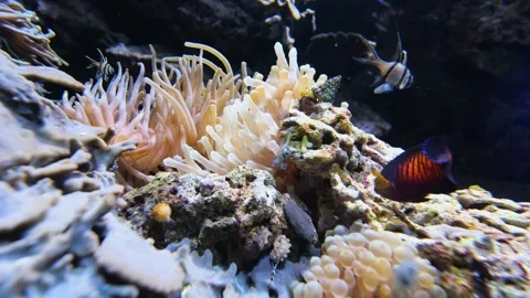 Various exotic fish swimming around a vibrant coral reef with sea anemones Stock Footage 339467725