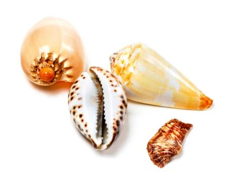 Various of exotic seashells on white Stock Photos