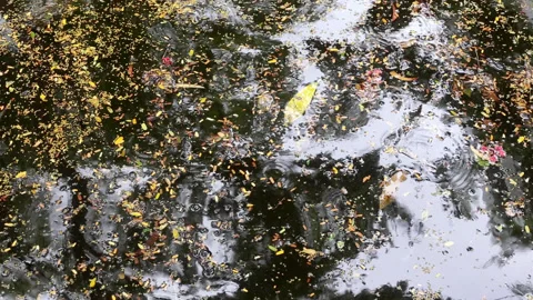 Various fallen leaves floating on rippled water Video stock 133394778